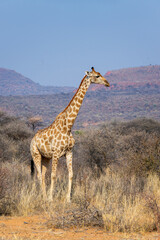 Photo of a giraffe in the savanna, wildlife and game drive in Namibia, Africa