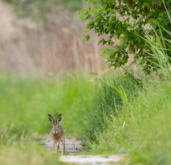 Field hare (Lepus europaeus) in Bird park Kosteliska near Dubnany, Southern Moravia, Czech Republic
