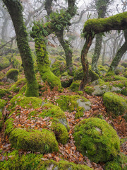 The lichen covered ancient oak trees and boulders of Black-a-Tor Copse next to the West Okement River where bright green lichens and mosses cover the rocks and trees, Dartmoor National Park, Devon, UK