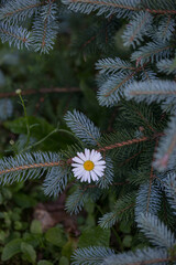 Chamomile flower stuck in branches of blue spruce