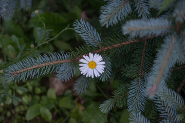 Chamomile flower stuck in branches of blue spruce