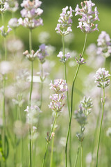 Beautiful white lavender in the garden in summer