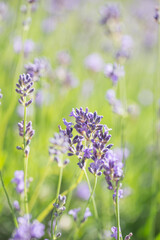 Obraz premium Beautiful lavender in the garden in summer