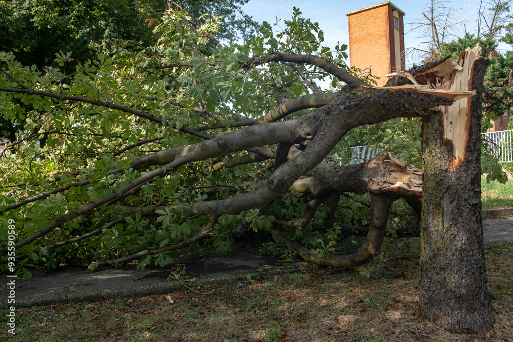 Wall mural trees felled and trunks broken by strong gusts of wind on the city, extensive damage caused by the c