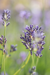 Beautiful lavender in the garden in summer