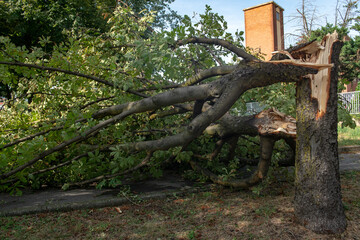 trees felled and trunks broken by strong gusts of wind on the city, extensive damage caused by the climate, tornado and powerful storms. summer weather news on climate emergency. turin italy