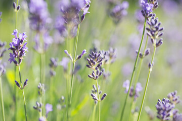Beautiful lavender in the garden in summer
