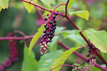 Phytolacca decandra, indian pokeweed ripening black fruits on branches.