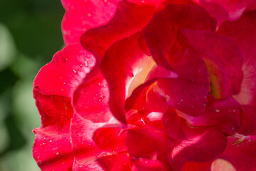 Beautiful varietal red rose in the garden close-up