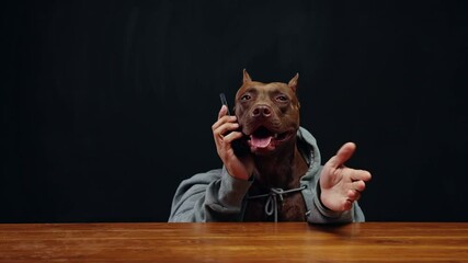 Serious, confident, purebred brown pit bull wearing gray hoodie and talking on mobile phone. Leading business conversation. Concept of business, partnership, communicati8on