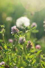 Meadow, wild flowers and grass at sunset