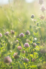Meadow, wild flowers and grass at sunset