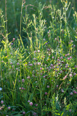 Meadow, wild flowers and grass at sunset