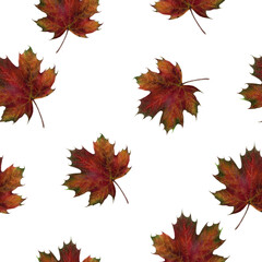 A watercolor seamless pattern featuring vibrant Red Maple Leaves beautifully arranged on a white background