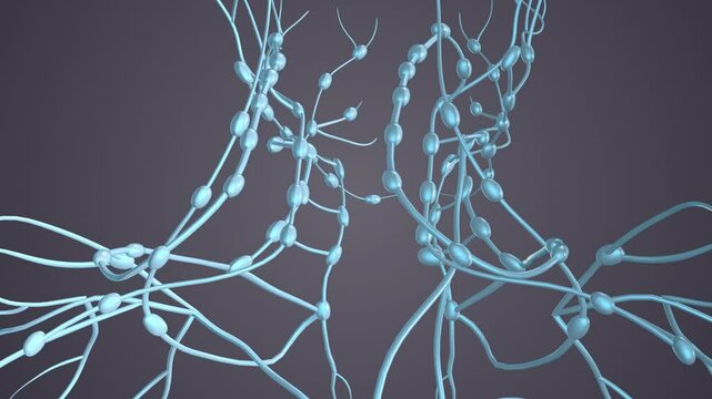 The human body contains lymph nodes