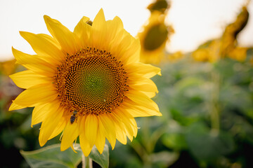 Obraz premium Close up of bee flying over full bloom sunflower plant at sunset with sun rays passing through bright yellow petal of blooming flower in summer season before harvest.