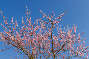 pink twigs blooming in spring