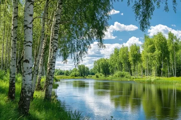 Tranquil birch trees along river in russian landscape  summer beauty reflected in clear waters