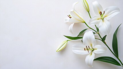 Obraz premium White Lilies on White Background