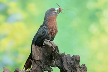 A young chestnut-breasted malkoha is preying on a grasshopper. This beautifully colored bird has the scientific name Phaenicophaeus curvirostris.