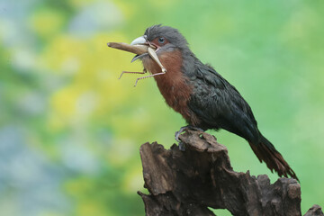 A young chestnut-breasted malkoha is preying on a grasshopper. This beautifully colored bird has the scientific name Phaenicophaeus curvirostris.