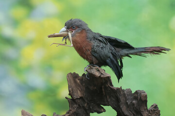 A young chestnut-breasted malkoha is preying on a grasshopper. This beautifully colored bird has the scientific name Phaenicophaeus curvirostris.