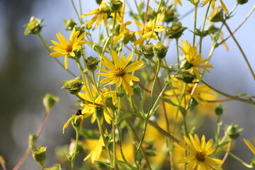 Silphium perfoliatum. Yellow flowers of the cup plant.