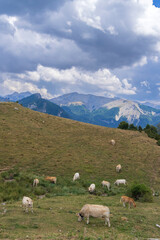 Obraz premium Sheep in typical landscape near Portillo de Eraize and Col de la Pierre St Martin, Spanish French border in the Pyrenees, Spain