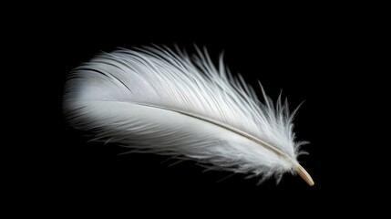 A close-up of a white feather on a black background, symbolizing lightness and purity