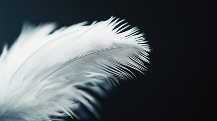 A close-up of a white feather on a black background, symbolizing lightness and purity