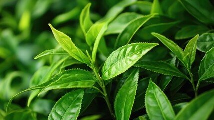 Obraz premium A close-up of green tea leaves, fresh and aromatic, ready to be brewed