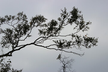 Portrait of a Branch