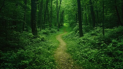 Fototapeta premium A green forest path with fallen leaves, a peaceful and inviting scene for a walk