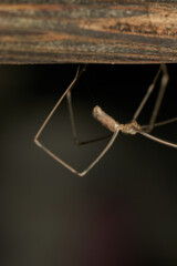 a spider with thin and long brown legs