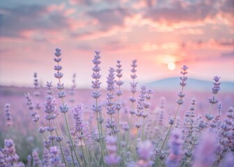 Obraz premium Soft pink sunset illuminates a tranquil lavender field in full bloom, with delicate purple flowers swaying gently in the breeze, creating a peaceful atmosphere.