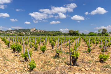 Typical vineyard with stones near Chateauneuf-du-Pape, Cotes du Rhone, France