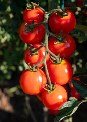 The most popular plant among growers is the tomato. Almost every gardener grows it and they provide a rich harvest in beautiful bunches.