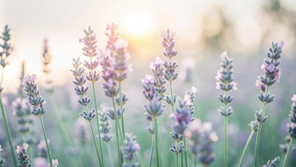 Naklejka premium Softly focused closeup of delicate lavender flowers against a dreamy sunrise backdrop with pale hues, capturing the serene essence of a Provençal lavender meadow.