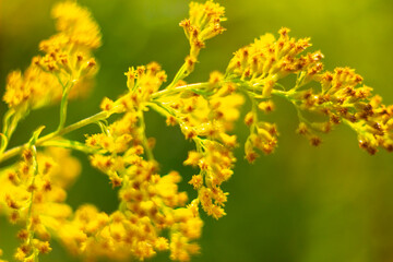 Beautiful summer with Ural mimosa.