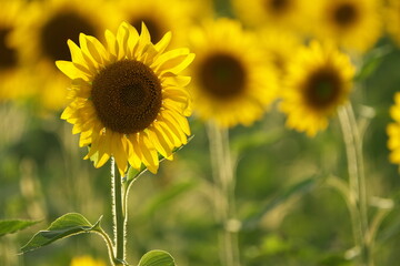 夕陽に照らされたひまわり畑