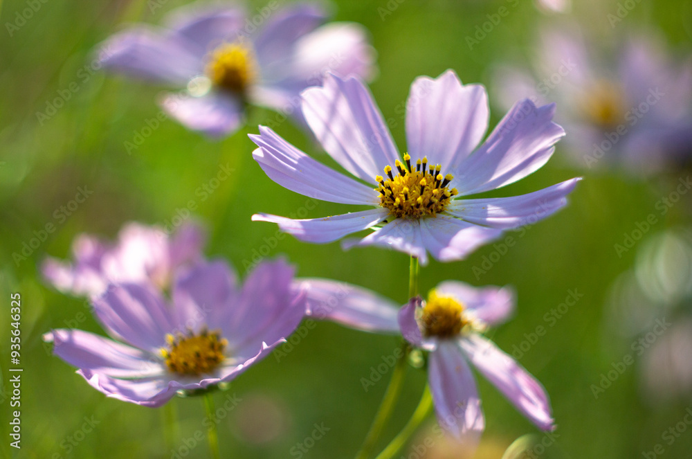 Aufkleber cosmos in rays of setting sun. the picture was taken in the warm rays of the evening sun.
