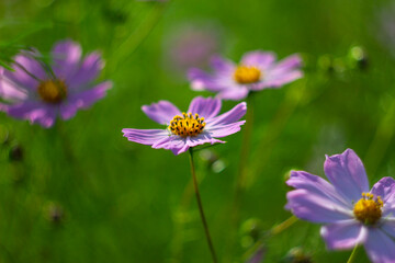 Cosmos in rays of setting sun. The picture was taken in the warm rays of the evening Sun.