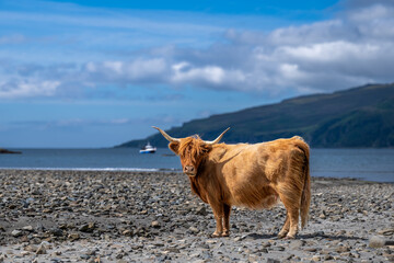 Schottland Hochlandrinder