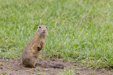 Ground squirrel colony (Syslovisko Biele vody), National park Muranska Planina, Slovakia