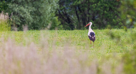 White stork (ciconia ciconia), Carpathian mountains landscape, Eastern Slovakia © Richard Semik