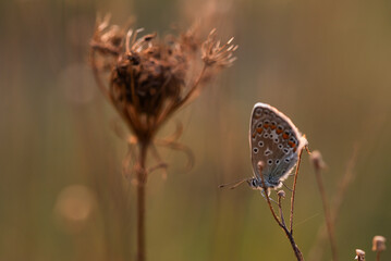 Motyl modraszek o zachodzie słońca na łące.