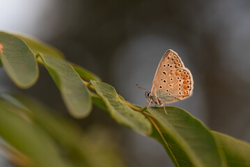 Motyl modraszek o zachodzie słońca na łące.