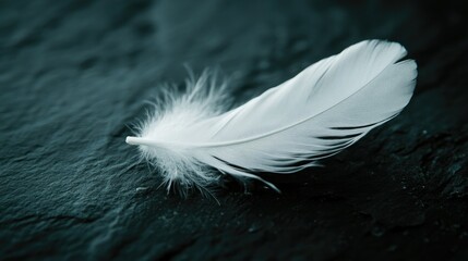Obraz premium A white feather resting on a black surface, symbolizing contrast and purity