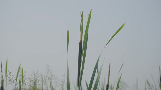 Roundhead bulrush swaying in wind near water on foggy day. Wetland grass like plants grow near river and waving in wind on misty day