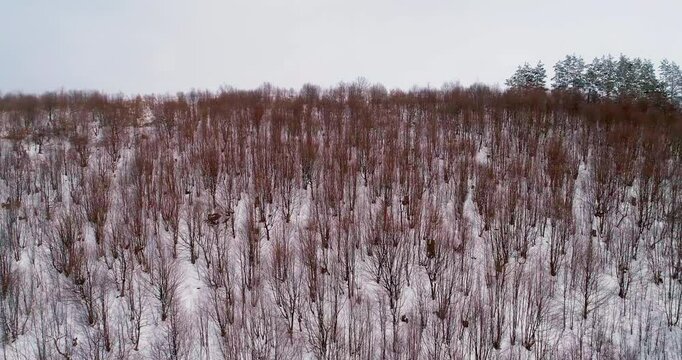 Drone glides over a winter forest, revealing a wider snowy landscape as it moves forward.